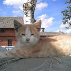 Blanding af racer prins benjamin