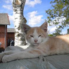 Blanding af racer prins benjamin