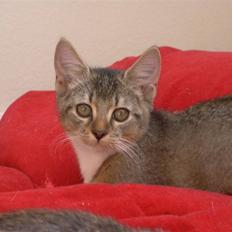 Blanding af racer Thomas (solgt)