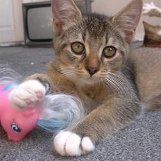 Blanding af racer Thomas (solgt)