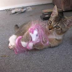 Blanding af racer Thomas (solgt)