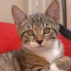 Blanding af racer Tiger (solgt)