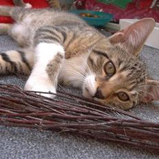 Blanding af racer Tiger (solgt)