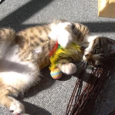 Blanding af racer Tiger (solgt)