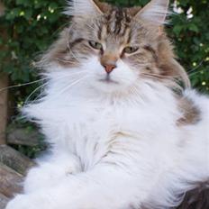Maine Coon Timita`s Virgina no. 1