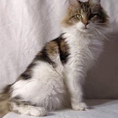 Maine Coon Timita`s Virgina no. 1