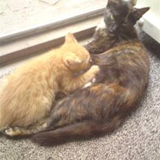 Huskat Garfield - solgt