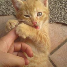 Huskat Garfield - solgt