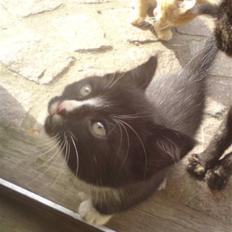 Huskat Mulle - solgt