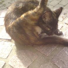 Huskat mormis - sporløs:(