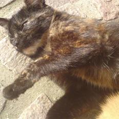 Huskat mormis - sporløs:(