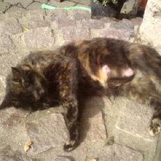 Huskat mormis - sporløs:(