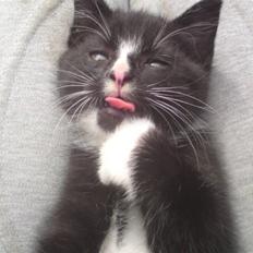 Huskat Mulle - solgt