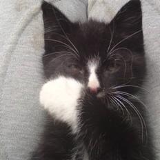 Huskat Mulle - solgt