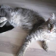 Maine Coon Bøllemis