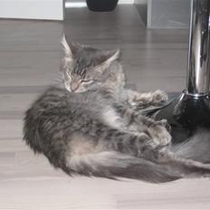 Maine Coon Bøllemis