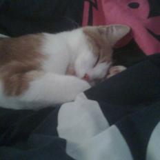 Huskat Sofus- Muglivis død?<3. 