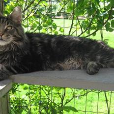 Maine Coon Timita`s Mr. Glitter