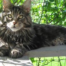 Maine Coon Timita`s Mr. Glitter