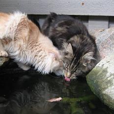 Maine Coon Timita`s Mr. Glitter