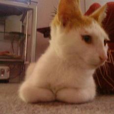 Blanding af racer Ælling