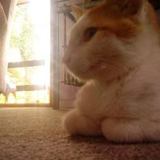 Blanding af racer Ælling