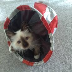 Hellig Birma Dumle-Sov sødt lille skat