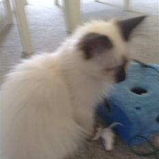 Hellig Birma Dumle-Sov sødt lille skat