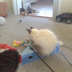 Hellig Birma Dumle-Sov sødt lille skat