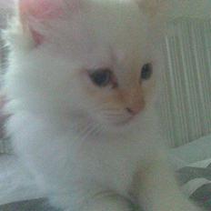 Hellig Birma Lillemand