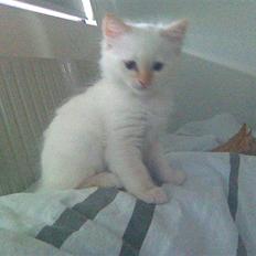 Hellig Birma Lillemand