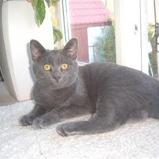 Blanding af racer Anton