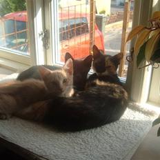 Blanding af racer Anton