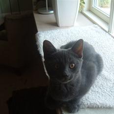 Blanding af racer Anton