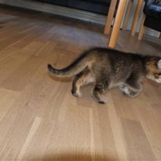 Blanding af racer My