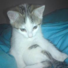 Huskat Doulie - R.I.P