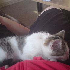 Huskat Doulie - R.I.P