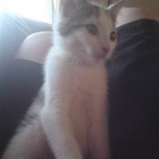 Huskat Doulie - R.I.P