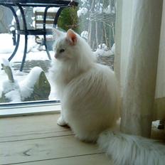 Norsk Skovkat Goliath