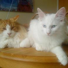 Norsk Skovkat Goliath