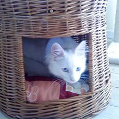 Norsk Skovkat Goliath