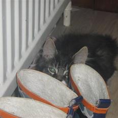 Blanding af racer Pjuske