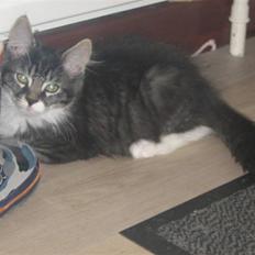 Blanding af racer Pjuske