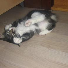 Blanding af racer Pjuske