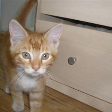 Blanding af racer Herkules