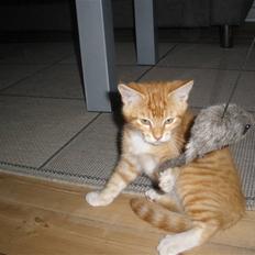 Blanding af racer Herkules