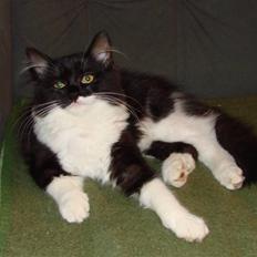 Blanding af racer Batkat