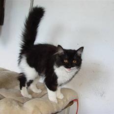 Blanding af racer Batkat