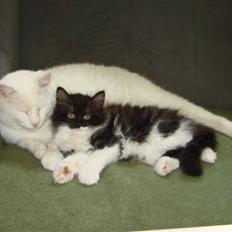 Blanding af racer Batkat