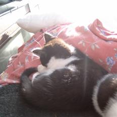 Huskat Cirkeline